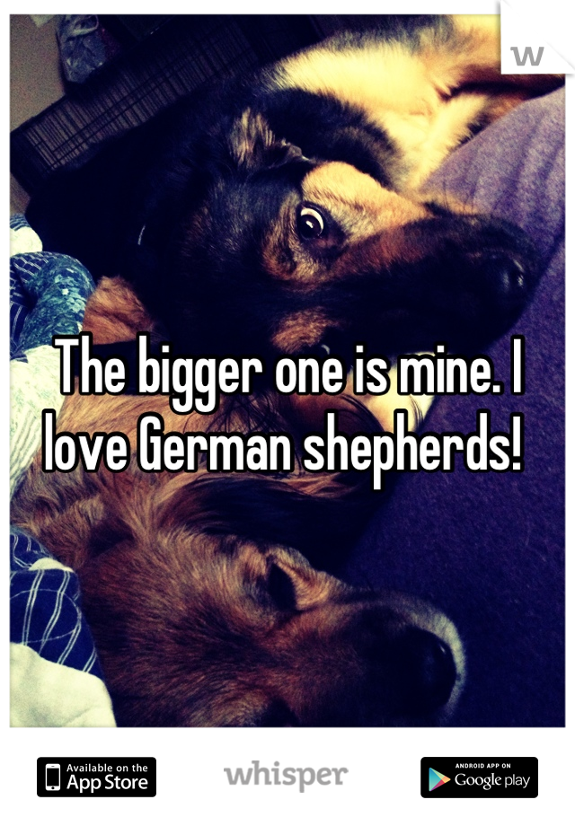 The bigger one is mine. I love German shepherds! 
