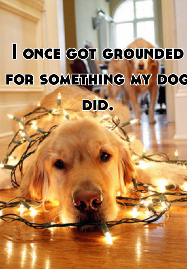 I once got grounded for something my dog did.