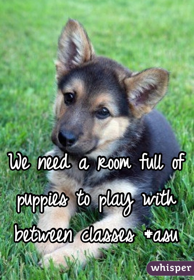 We Need A Room Full Of Puppies To Play With Between Classes Asu