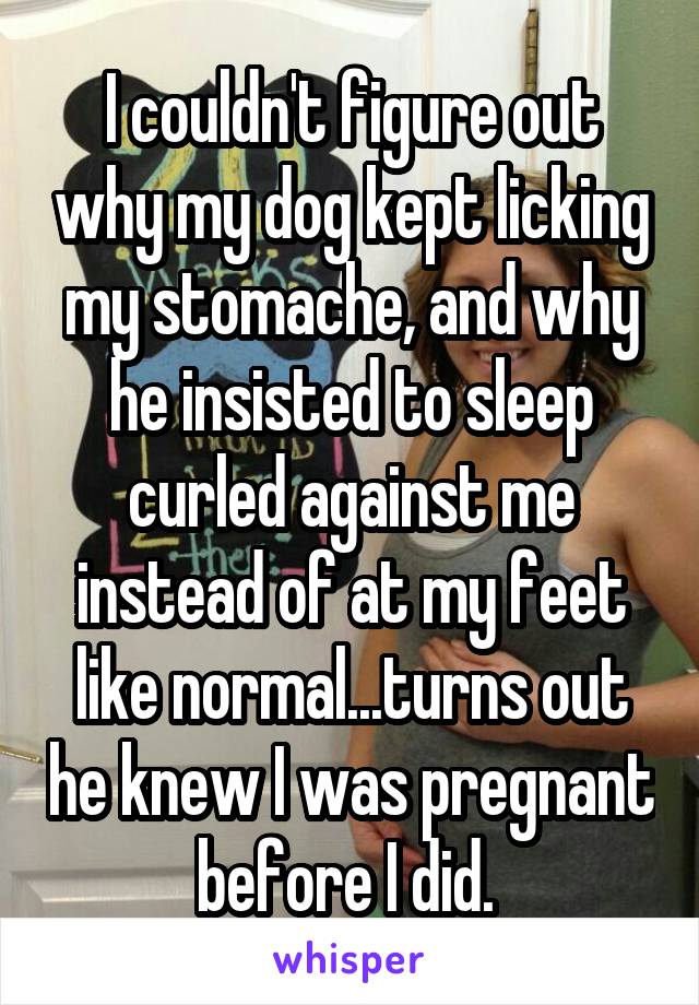 I couldn't figure out why my dog kept licking my stomache, and why he insisted to sleep curled against me instead of at my feet like normal...turns out he knew I was pregnant before I did. 