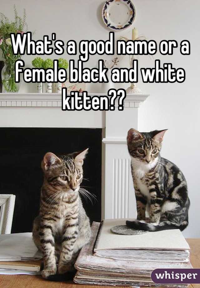What's a good name or a female black and white kitten??   