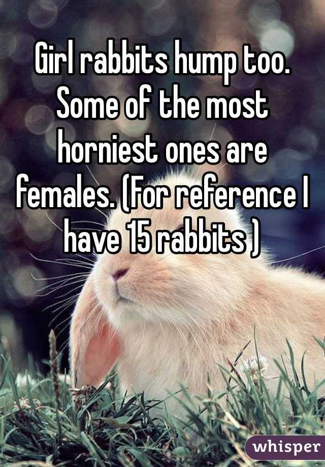 do girl rabbits hump