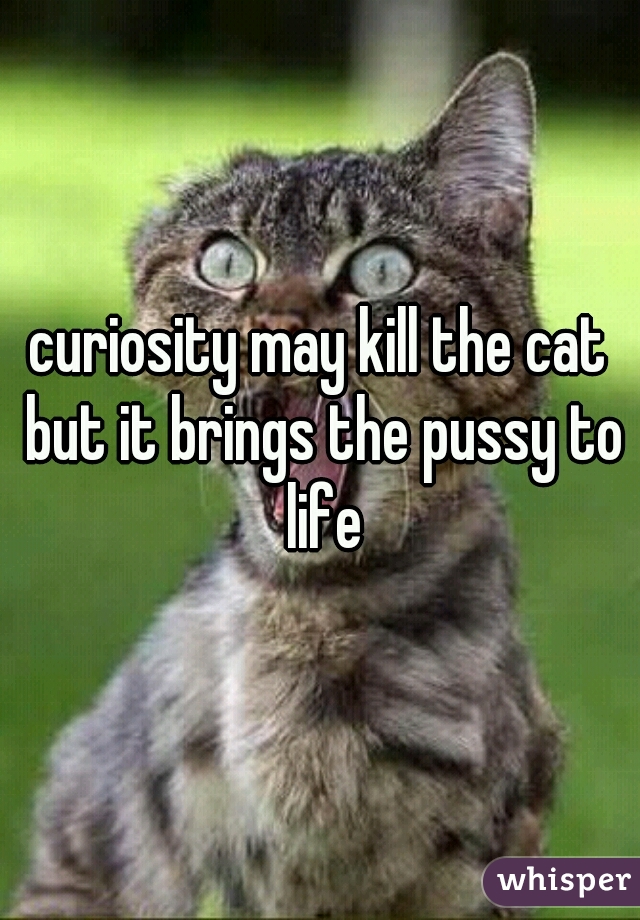 curiosity may kill the cat but it brings the pussy to life
