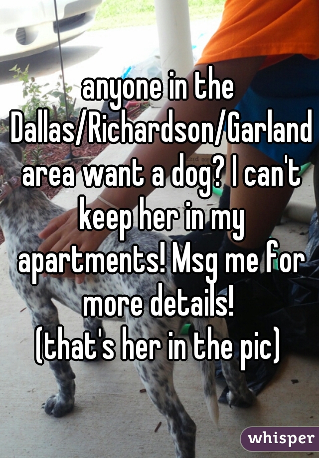 anyone in the Dallas/Richardson/Garland area want a dog? I can't keep her in my apartments! Msg me for more details! 

(that's her in the pic)