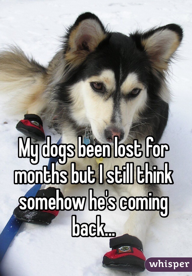 My dogs been lost for months but I still think somehow he's coming back...