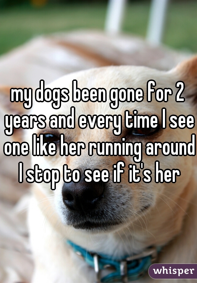 my dogs been gone for 2 years and every time I see one like her running around I stop to see if it's her