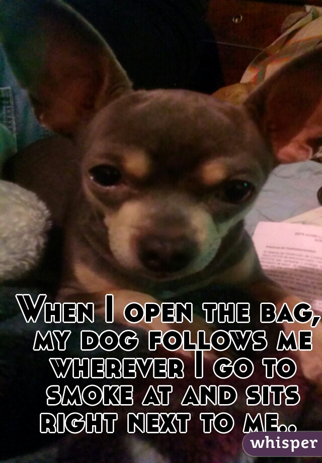 When I open the bag, my dog follows me wherever I go to smoke at and sits right next to me.. 