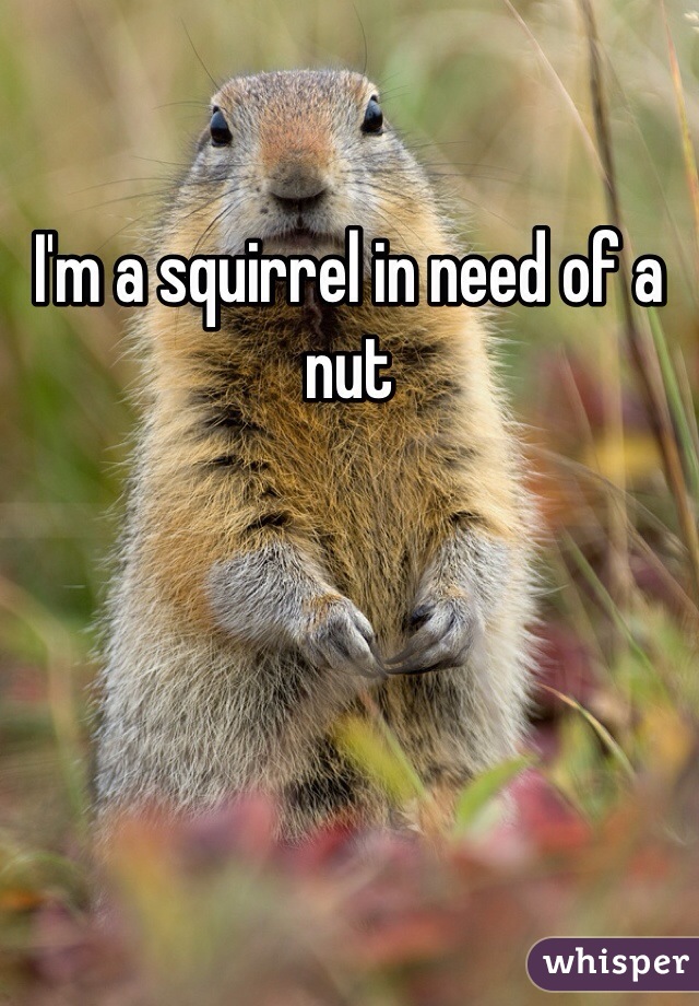 I'm a squirrel in need of a nut
