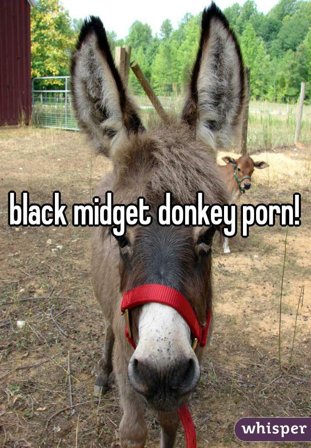 Animal Porn Donkey - black midget donkey porn!