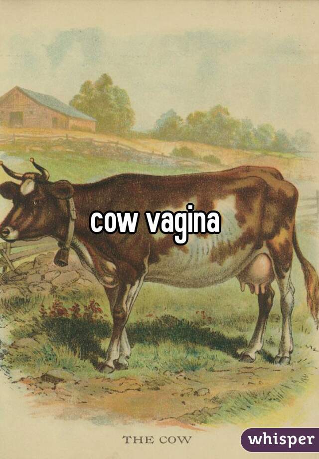 cow vag