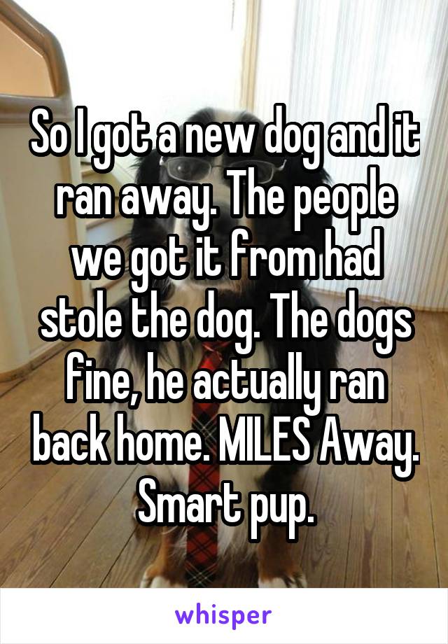 So I got a new dog and it ran away. The people we got it from had stole the dog. The dogs fine, he actually ran back home. MILES Away. Smart pup.