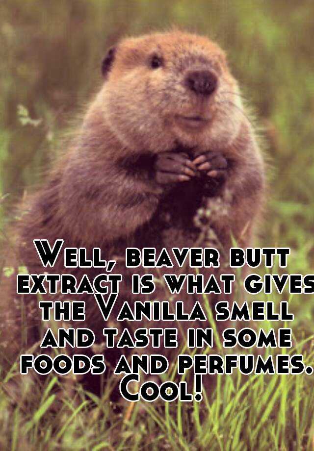 vanilla extract beaver