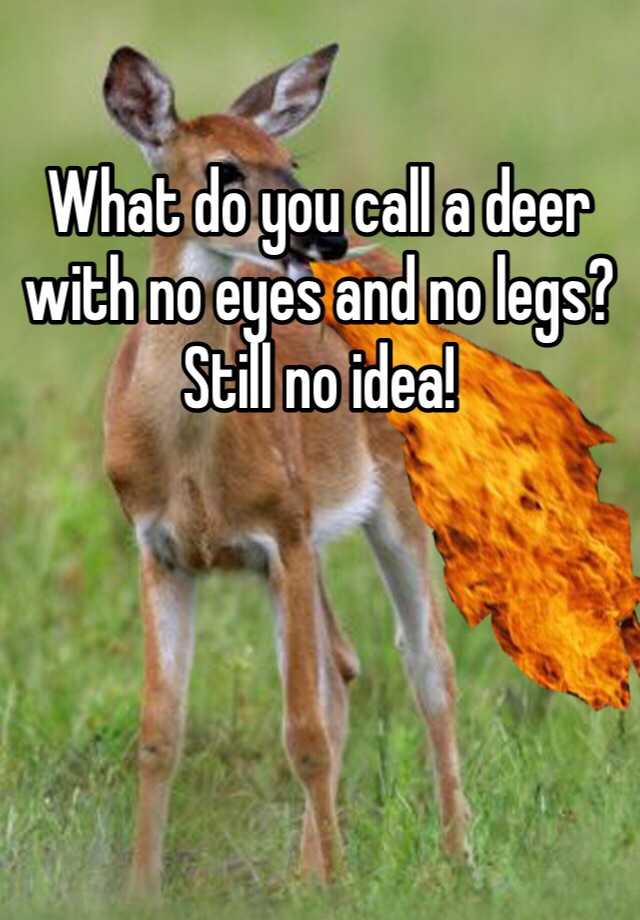 what-do-you-call-a-deer-with-no-eyes-and-no-legs-still-no-idea