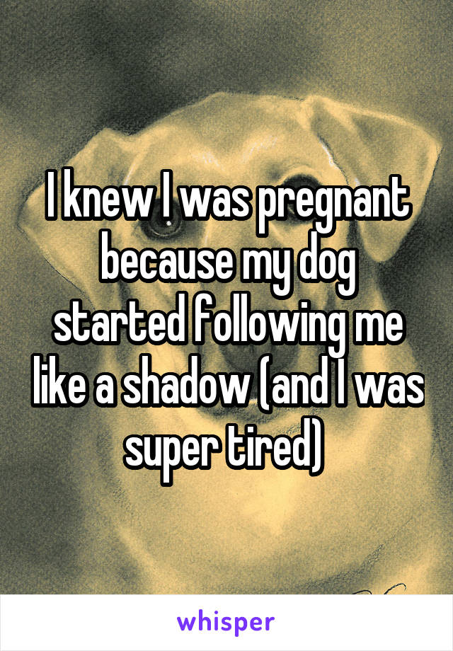 I knew I was pregnant because my dog started following me like a shadow (and I was super tired) 