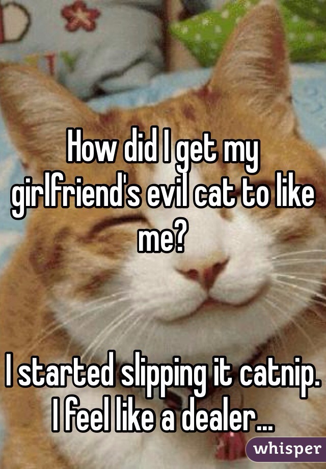 How Did I Get My Girlfriends Evil Cat To Like Me I Started Slipping It Catnip I Feel Like A