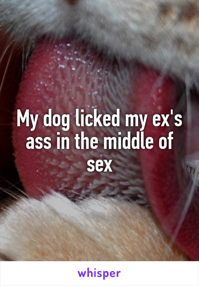 My dog licked my ex's ass in the middle of sex