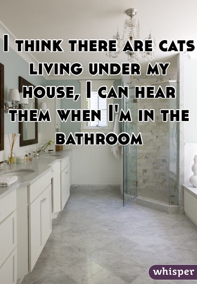 I think there are cats living under my house, I can hear them when I'm in the bathroom 
