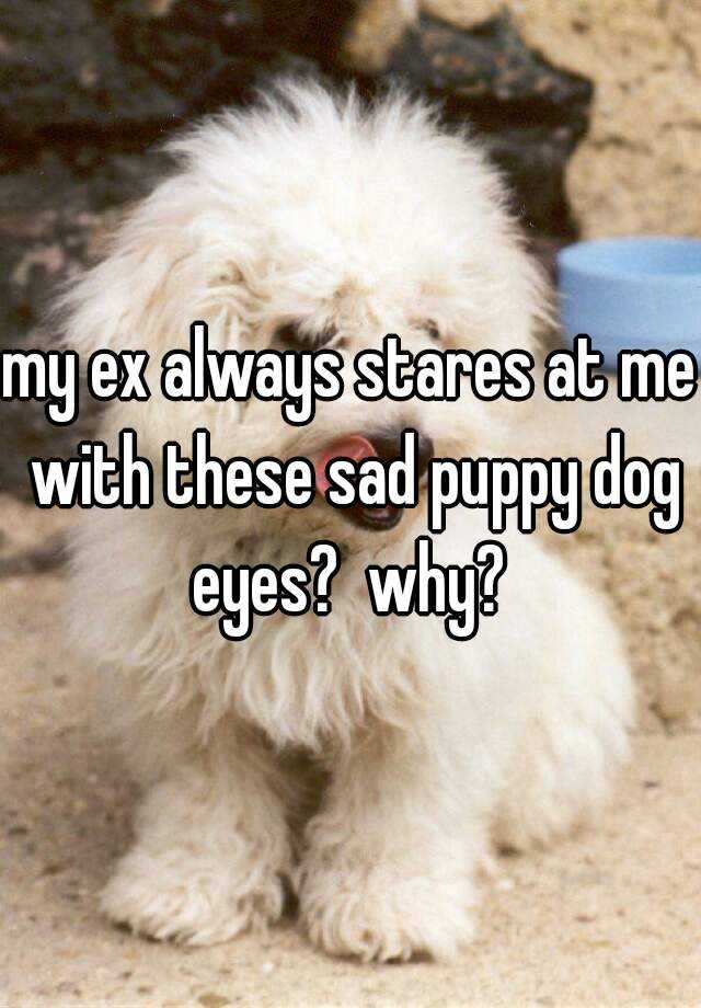 My Ex Always Stares At Me With These Sad Puppy Dog Eyes Why