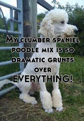 clumber poodle mix