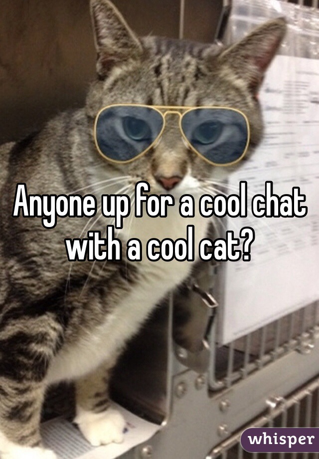 Anyone up for a cool chat with a cool cat?