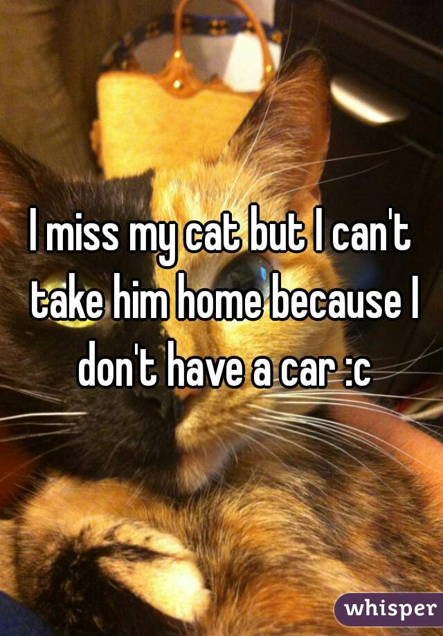 I miss my cat but I can't take him home because I don't have a car :c