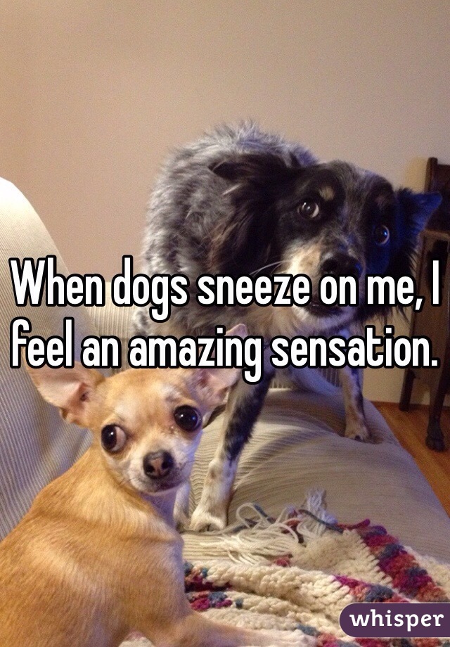 When dogs sneeze on me, I feel an amazing sensation.