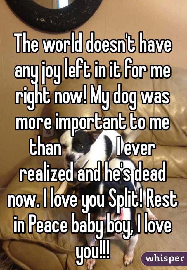 The world doesn't have any joy left in it for me right now! My dog was more important to me than               I ever realized and he's dead now. I love you Split! Rest in Peace baby boy, I love you!!!