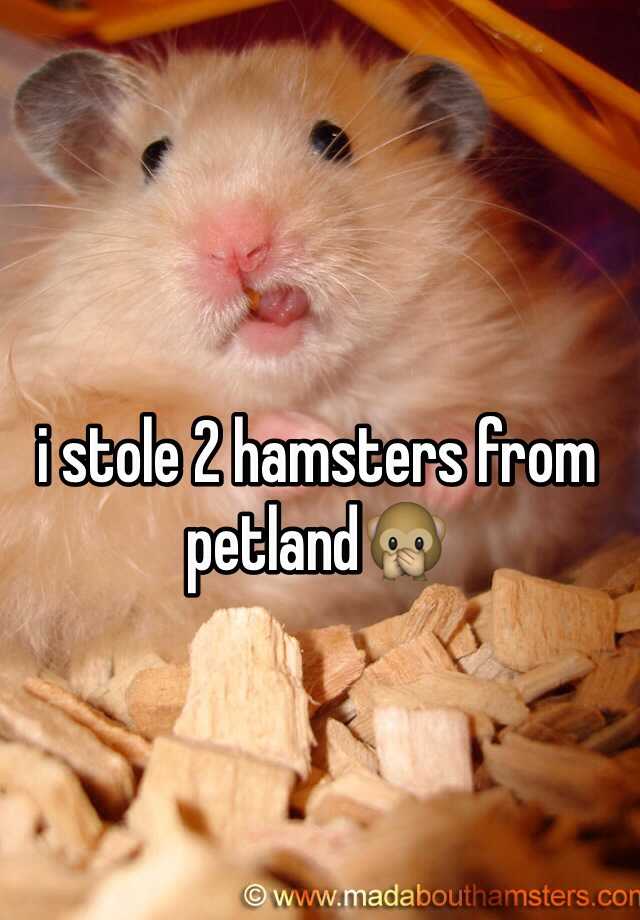 petland hamsters