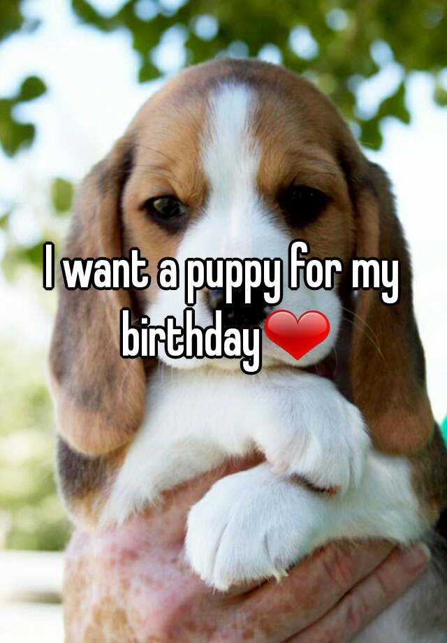 puppy for birthday