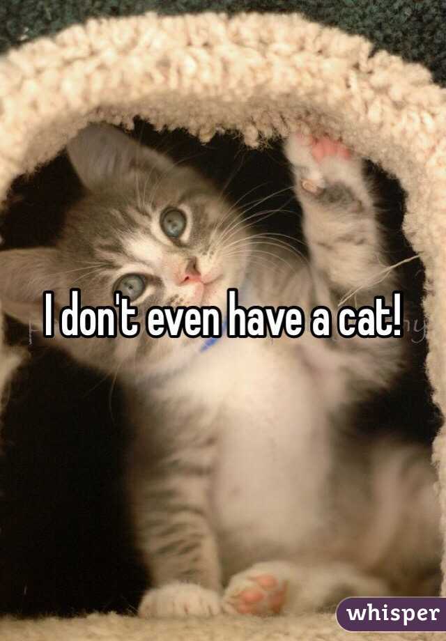 I don't even have a cat!