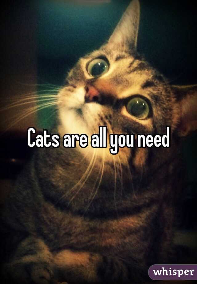 Cats are all you need