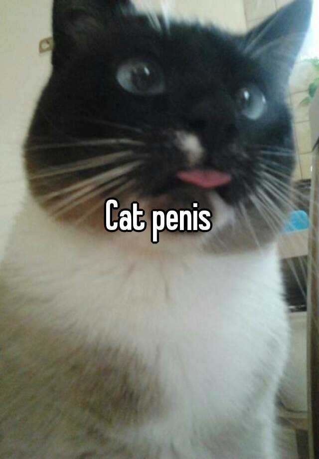 Of cat penis pics Cat penis