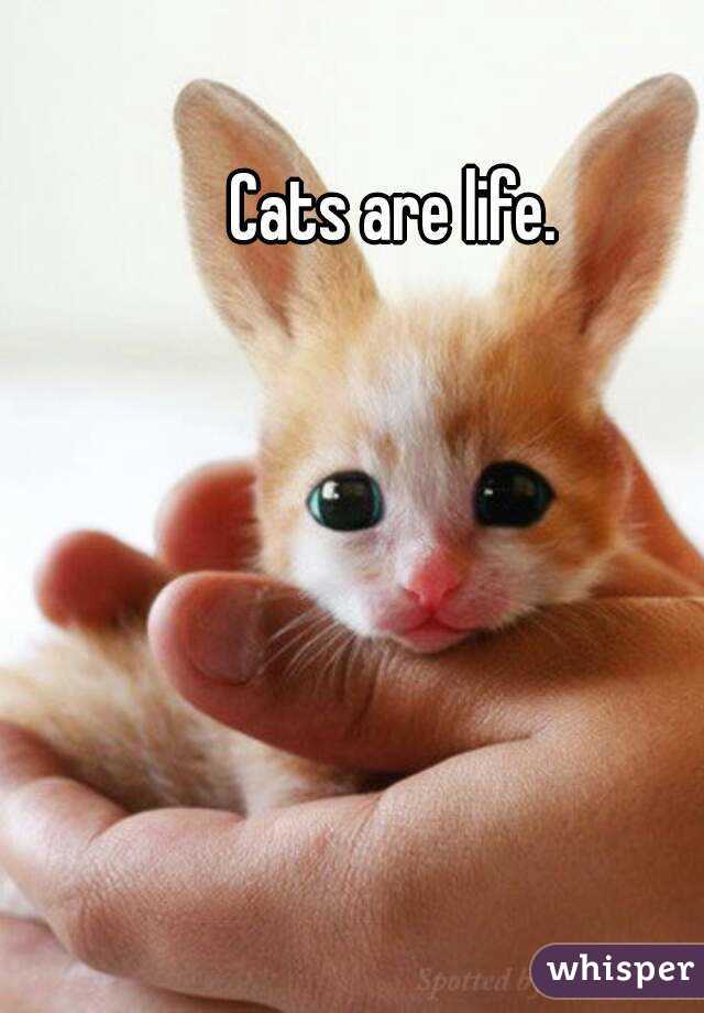 Cats are life.
