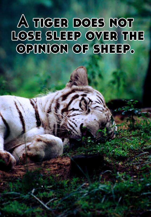 A Tiger Does Not Lose Sleep Over The Opinion Of Sheep