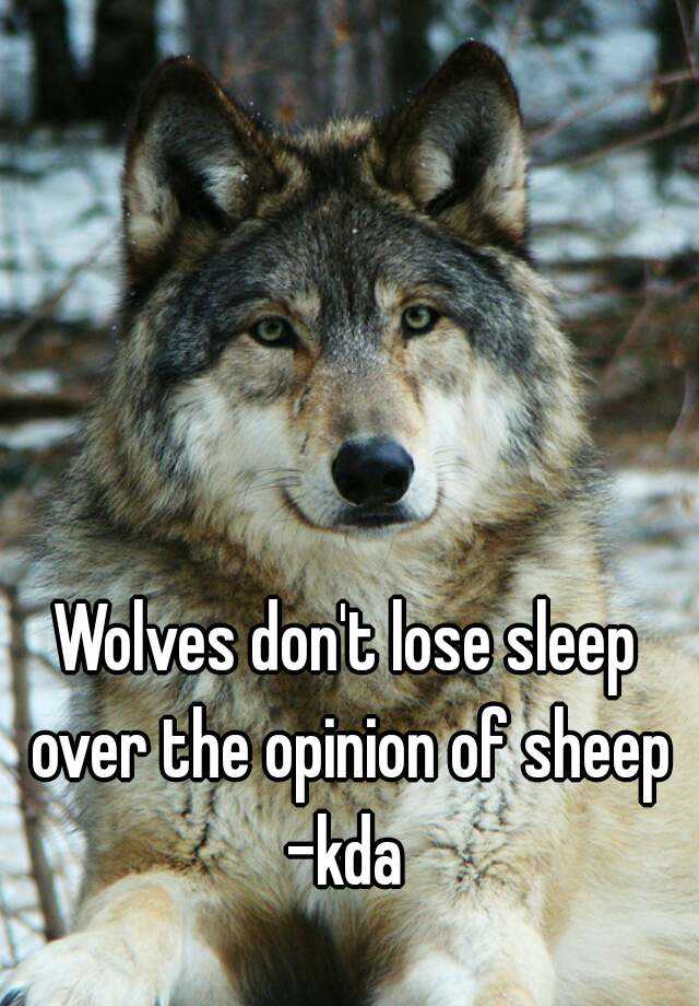 wolves dont lose sleep