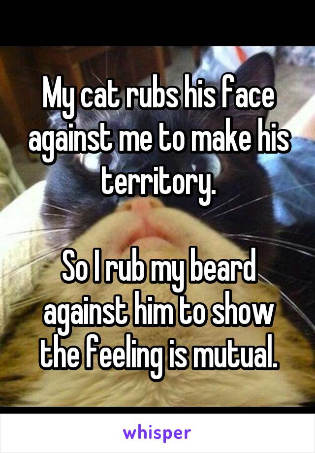 My cat rubs his face against me to make his territory.

So I rub my beard against him to show the feeling is mutual.