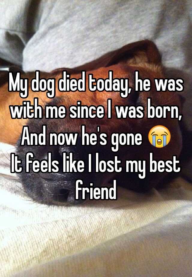 my-dog-died-today-he-was-with-me-since-i-was-born-and-now-he-s-gone