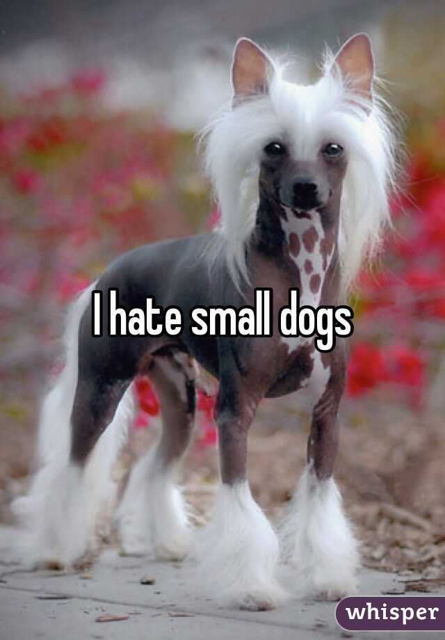 i hate small dogs