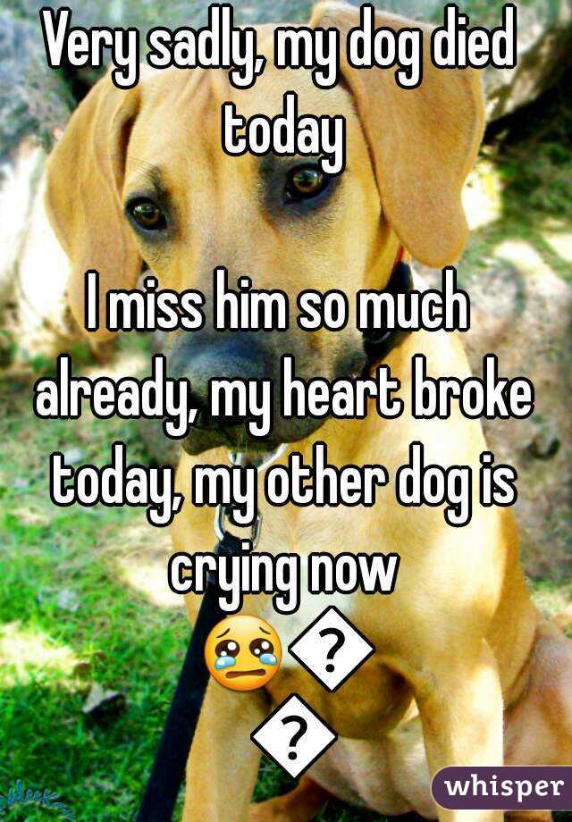 My dog is dying and my heart is broketn