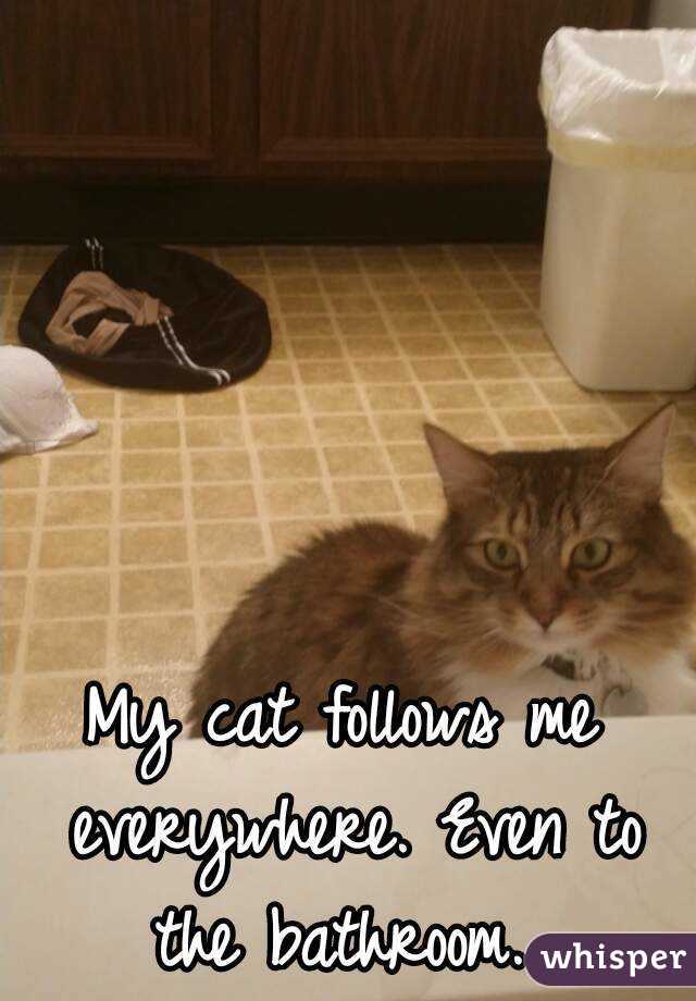 cat follows me everywhere
