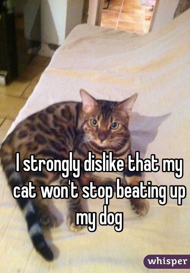 cat beats up dog