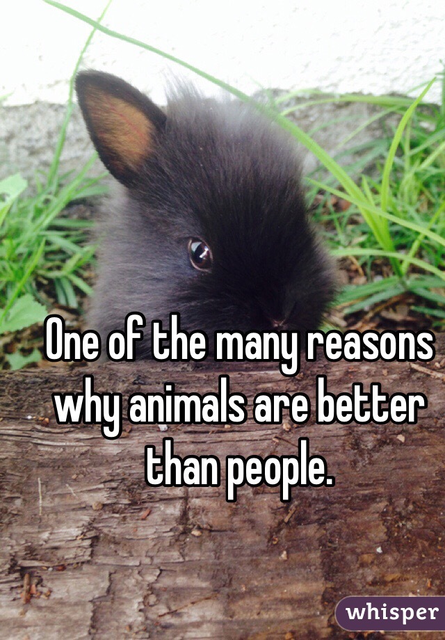 one-of-the-many-reasons-why-animals-are-better-than-people