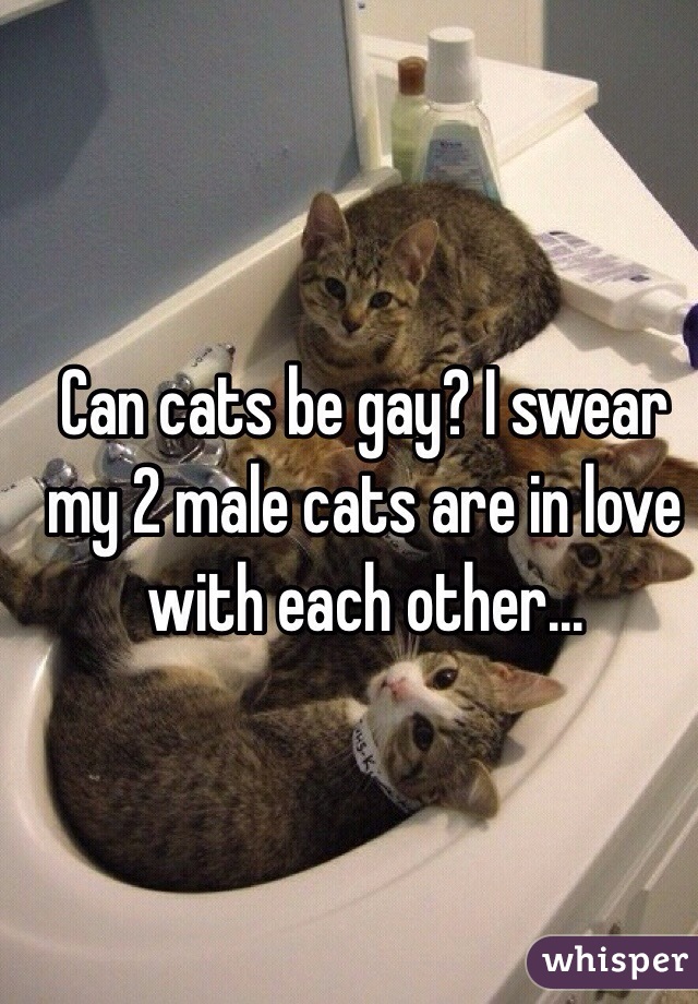 having 2 male cats