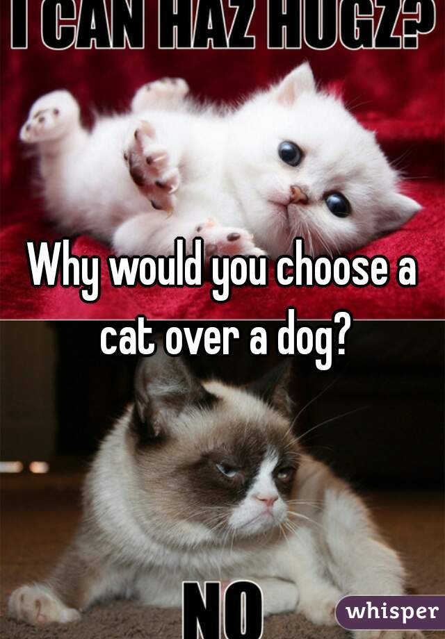 Why would you choose a cat over a dog?