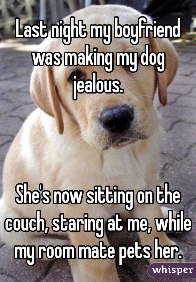 Last Night My Boyfriend Was Making My Dog Jealous She S Now Sitting On The Couch Staring