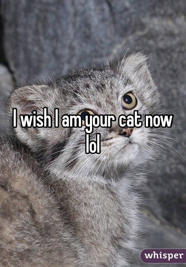  I wish I am your cat now lol 
