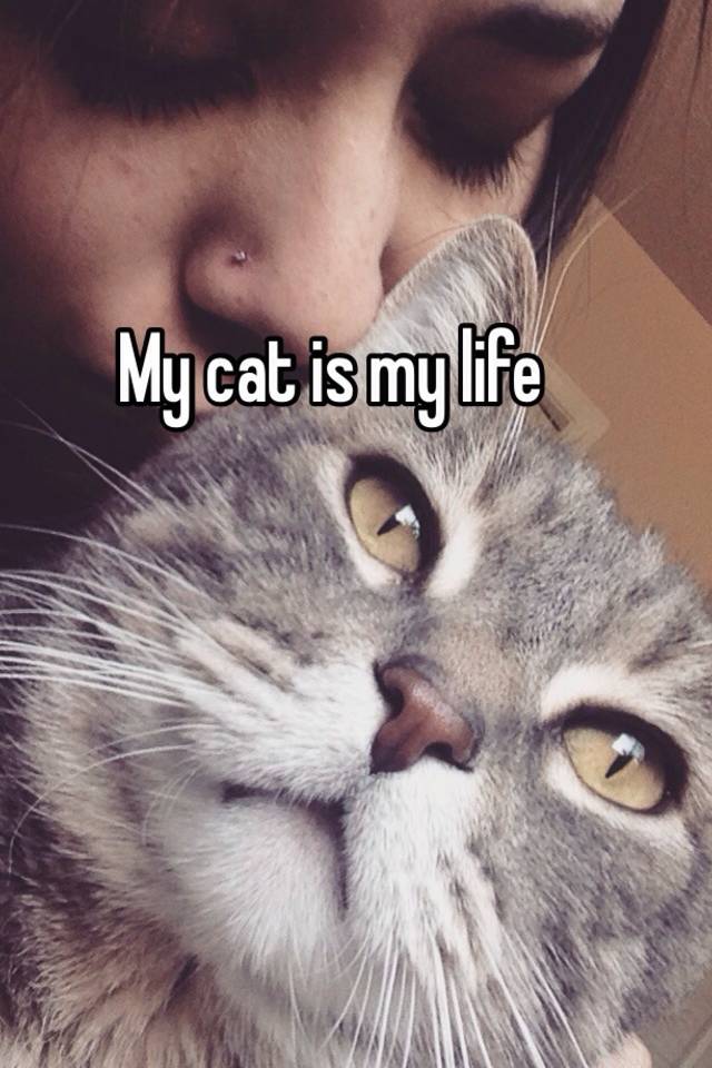 cats my life
