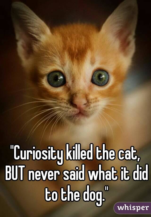 "Curiosity killed the cat, BUT never said what it did to the dog."
