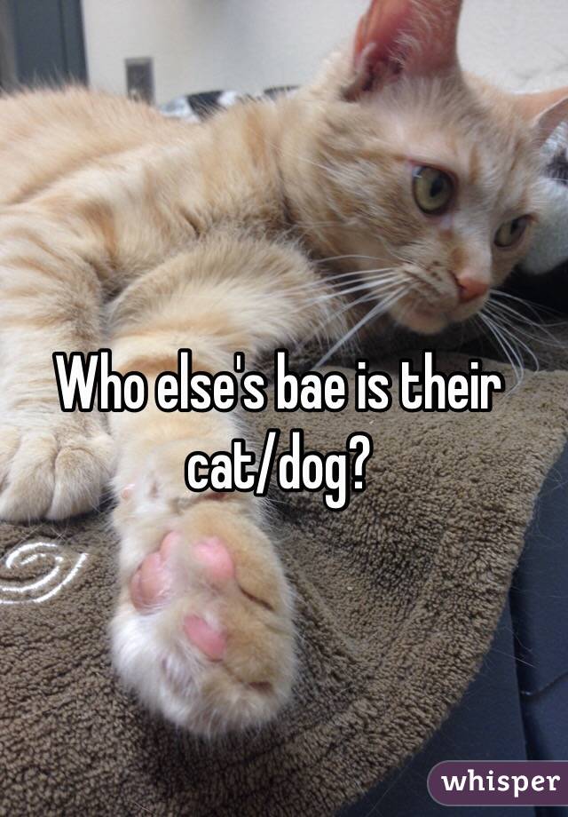 Who else's bae is their cat/dog?