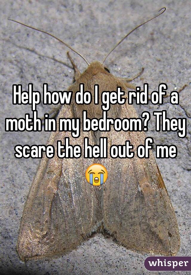 Help How Do I Get Rid Of A Moth In My Bedroom They Scare